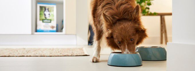 Voeding voor je hond Voeding voor je hond